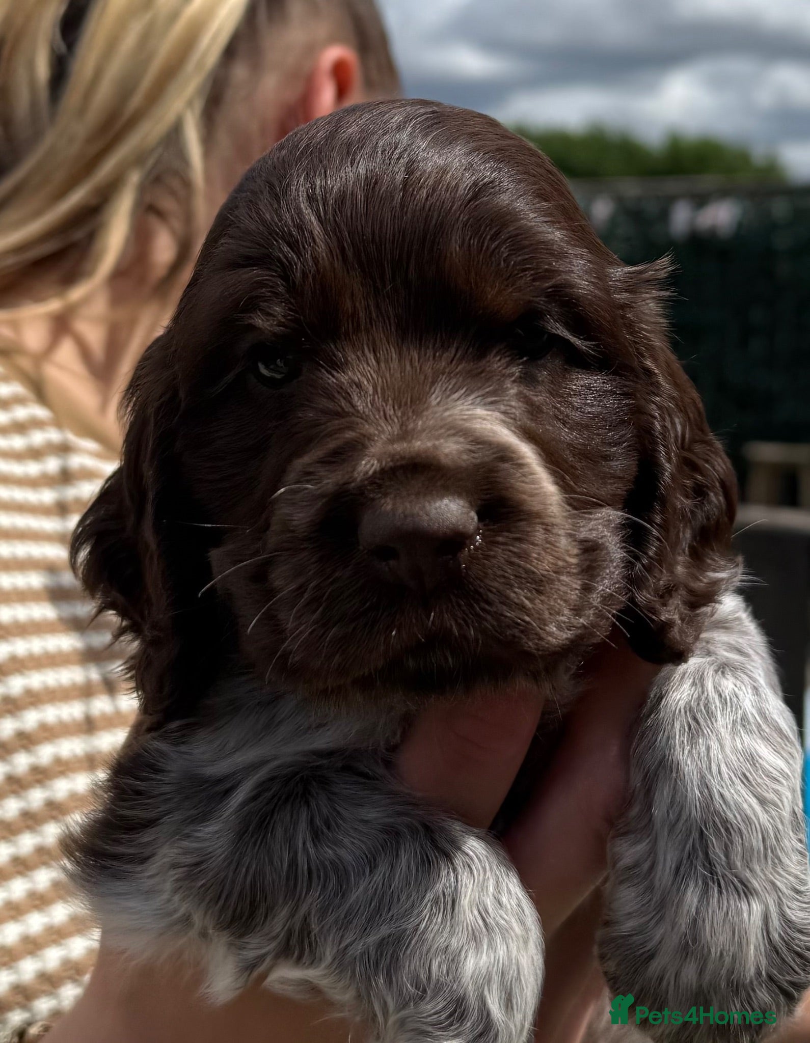 Cocker Spaniel dogs Amazing KC registered Show cocker spaniels - Advert 1