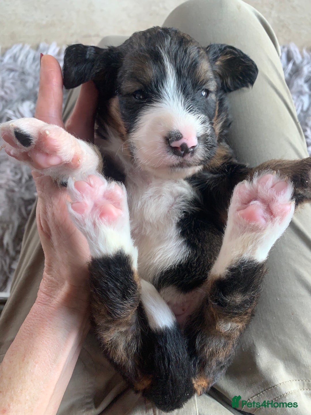 Bernedoodle dogs for sale: F1 Standard Bernedoodle Puppies LN8 - Image 18