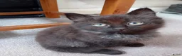 Mixed Breed cats for sale: Kittens for sale - Advert 17