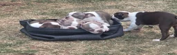 Boston Terrier dogs for sale: Beautiful Bostons 🌸 - Advert 4