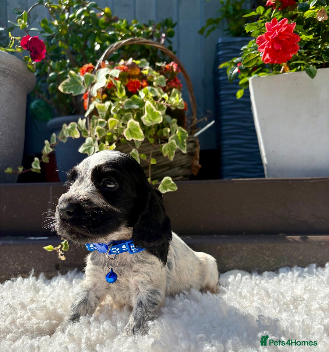 Cocker Spaniel dogs for sale: show type cocker spaniels puppies * ready now  - Image 21