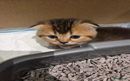 Scottish Fold cats for sale: Scottish Fold Kittens - Image 10