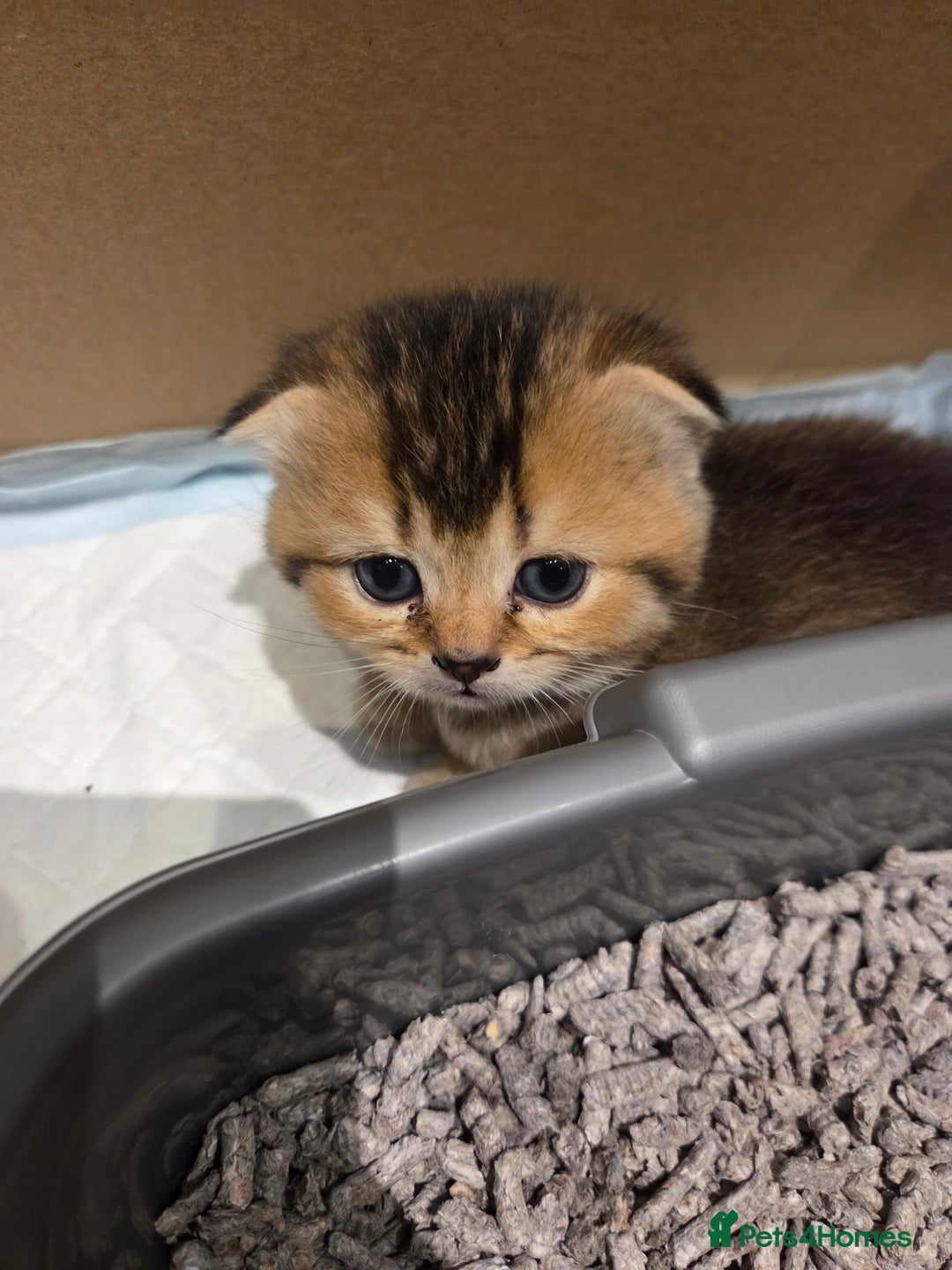 Scottish Fold cats for sale: Scottish Fold Kittens - Image 10