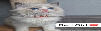 Ragdoll 2