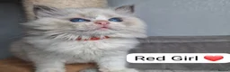 Ragdoll cats for sale: Luxury Blue Bicolour Girls - Advert 11