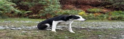 Border Collie dogs for sale: 8 month old Border Collie Male - Advert 8