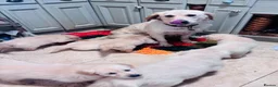 Golden Retriever dogs for sale: Golden retriever puppies - Advert 24