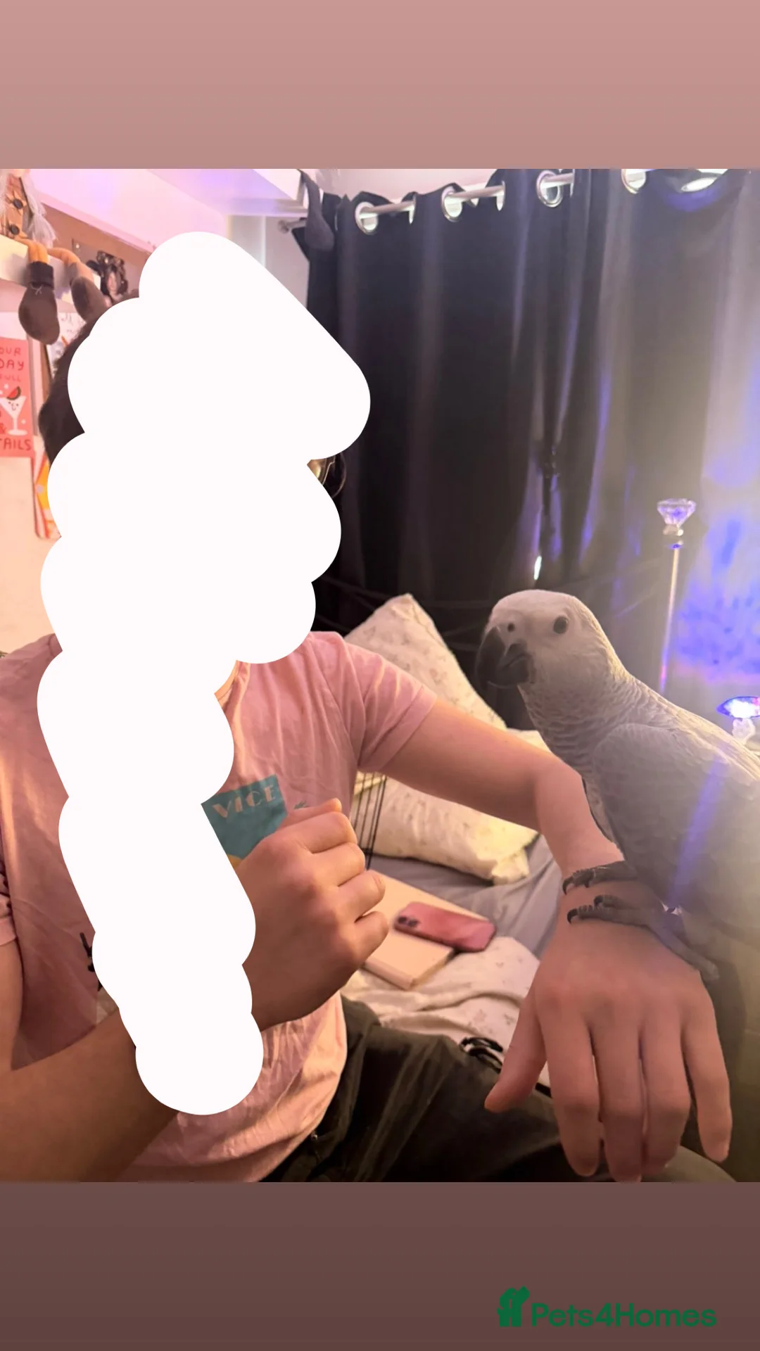 Mixed Breed birds for sale: Baby African grey - Advert 1