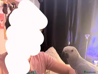 Mixed Breed birds Baby African grey - Advert 2
