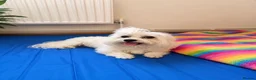 Maltipoo dogs for sale: 1 BOY LEFT (Stormi) RARE F1B Maltipoo Puppies - Advert 13