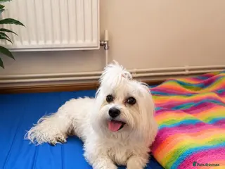 Maltipoo dogs 1 BOY LEFT (Oscar) RARE F1B Maltipoo Puppies - Advert 4