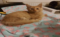 Maine Coon cats for sale: Maine coon x sphynx kittens - Image 5