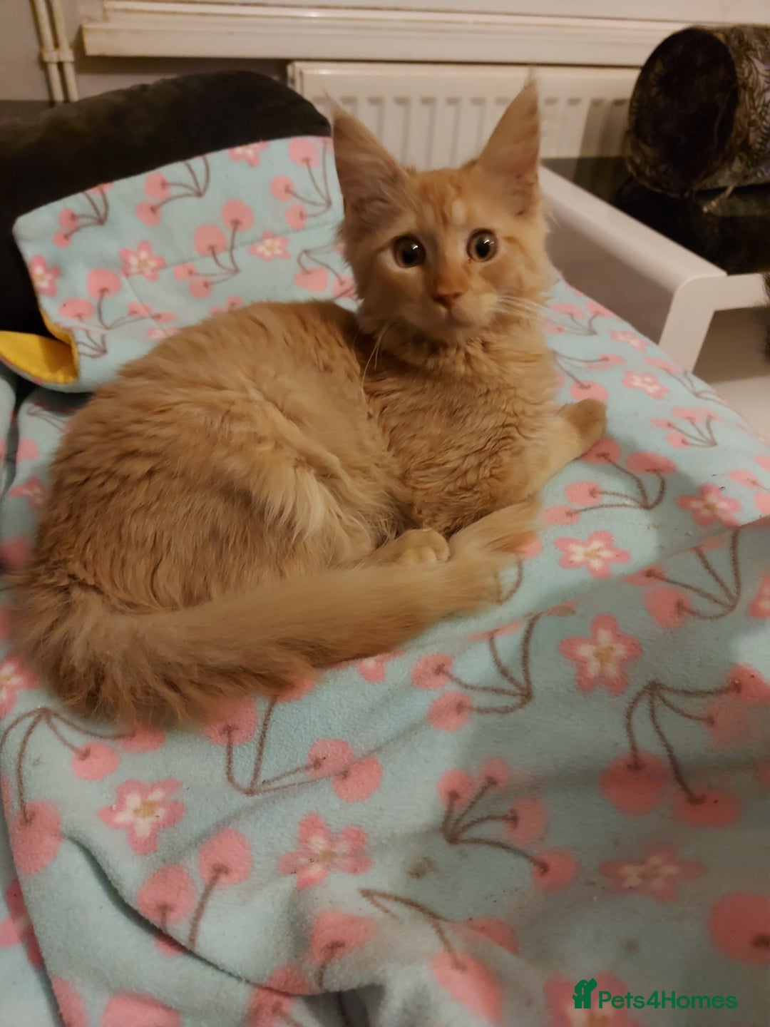 Maine Coon cats for sale: Maine coon x sphynx kittens - Image 5