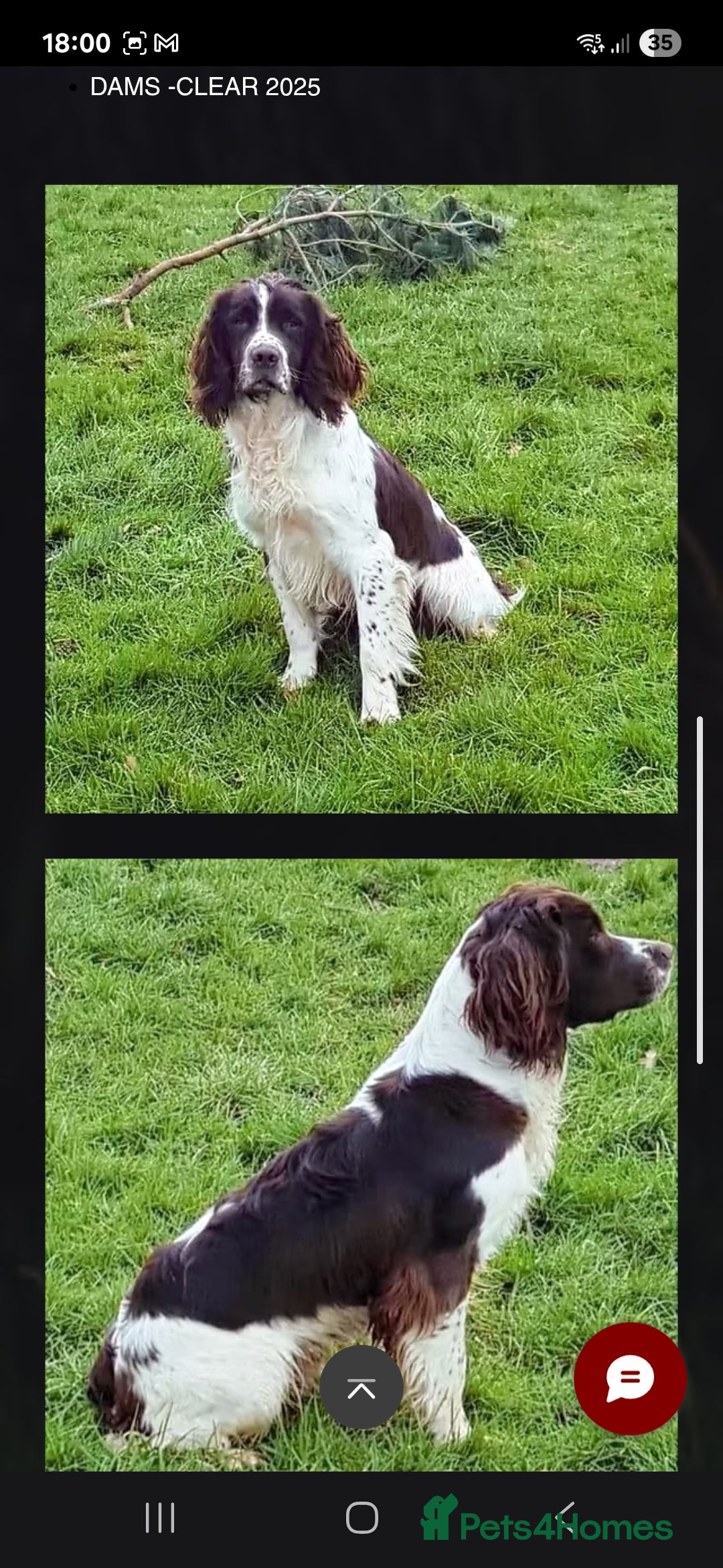 English Springer Spaniel dogs for sale: Cracking springer spaniel puppies  - Advert 10