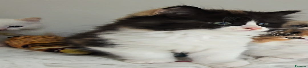 Ragdoll Kitten 7