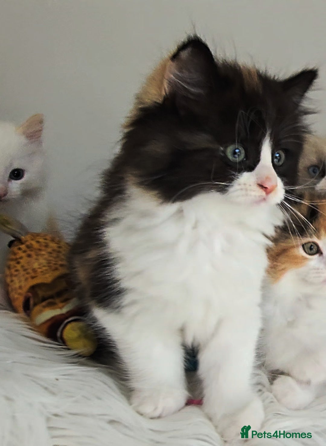 Ragdoll cats for sale: BEAUTIFUL CROSS RAGDOLL/PERSIAN 😻😻😻😻 - Image 17