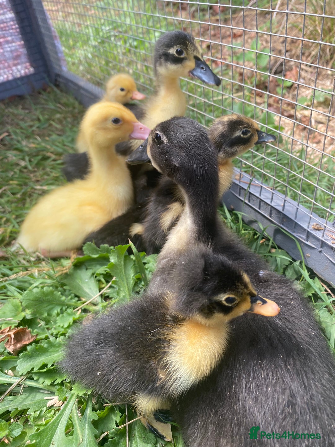 Ducks poultry for sale: Indian Runner Duck Ducklings + Fertile Eggs - Image 8
