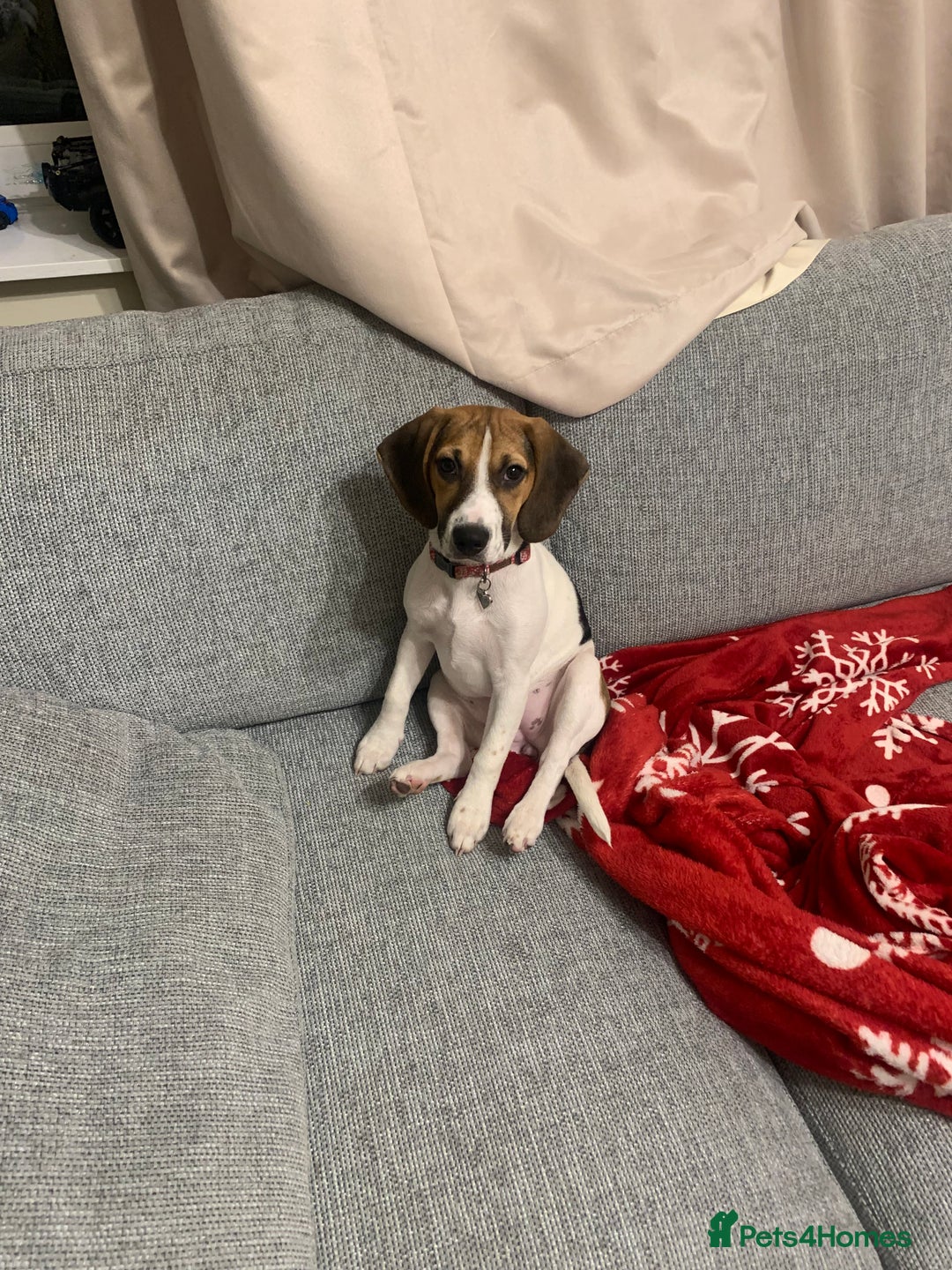 Beagle dogs for sale: 6 month old pure breed tri colour beagle - Advert 2