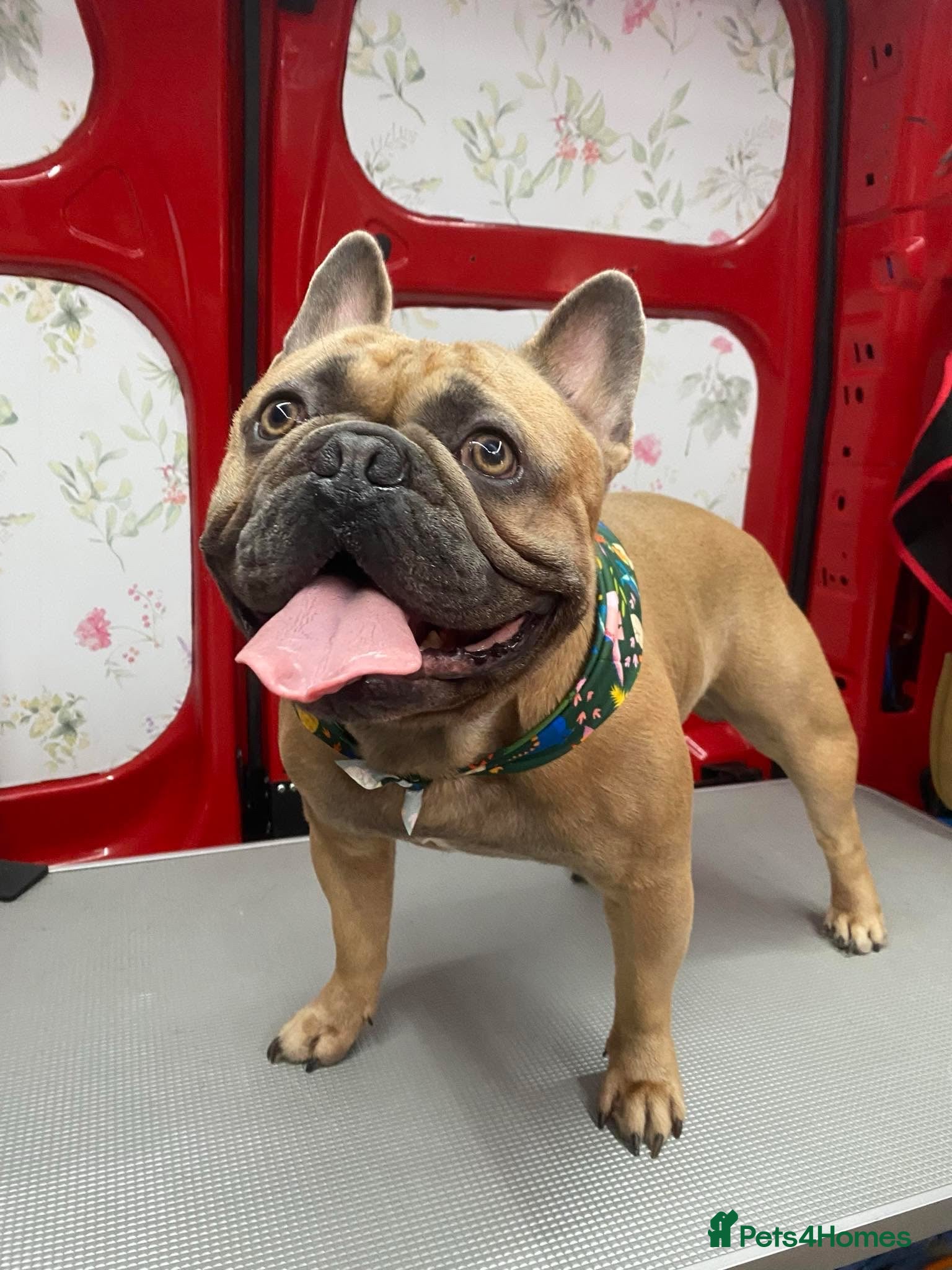 French Bulldog dogs 2 year old French bulldog  - Advert 20