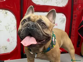 French Bulldog dogs 2 year old French bulldog - Advert 3