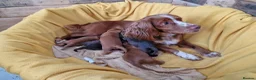 Cocker Spaniel dogs for sale:  Cocker Spaniel Puppies – KC Registered - Advert 2