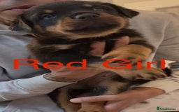 Rottweiler dogs for sale: Rottweiler one off Beautiful Litter - Image 5