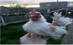 Chickens poultry for sale: Tiny Serama chicks (world's smallest chicken) - Image 11