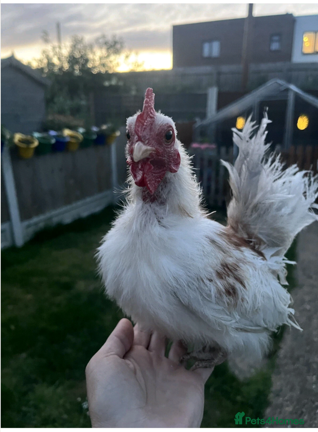 Chickens poultry for sale: Tiny Serama chicks (world's smallest chicken) - Image 11