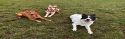 Mixed Breed dogs for sale: Sad rehome, malamute mix in Wotton-under-Edge - Advert 4