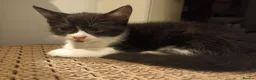 Mixed Breed cats for sale: Kittens Looking For Home  in London - Advert 3