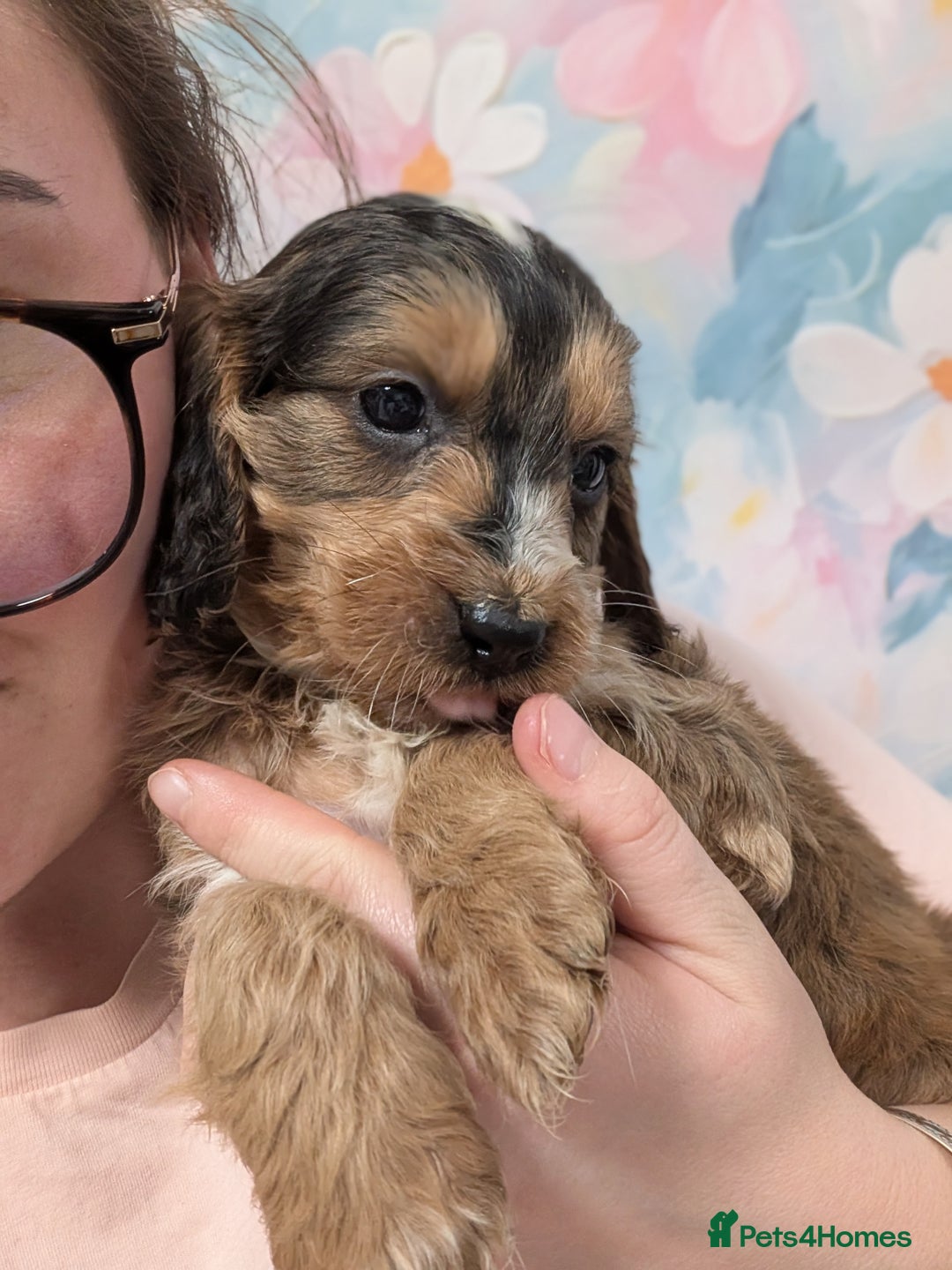 Cockapoo dogs for sale: Showtype F1 Cockapoos! Parents DNA Clear ✅ - Advert 9