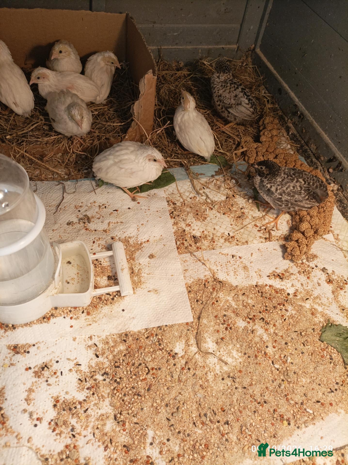 Quail poultry TINY BUTTON QUAILS Young Adults - Advert 1