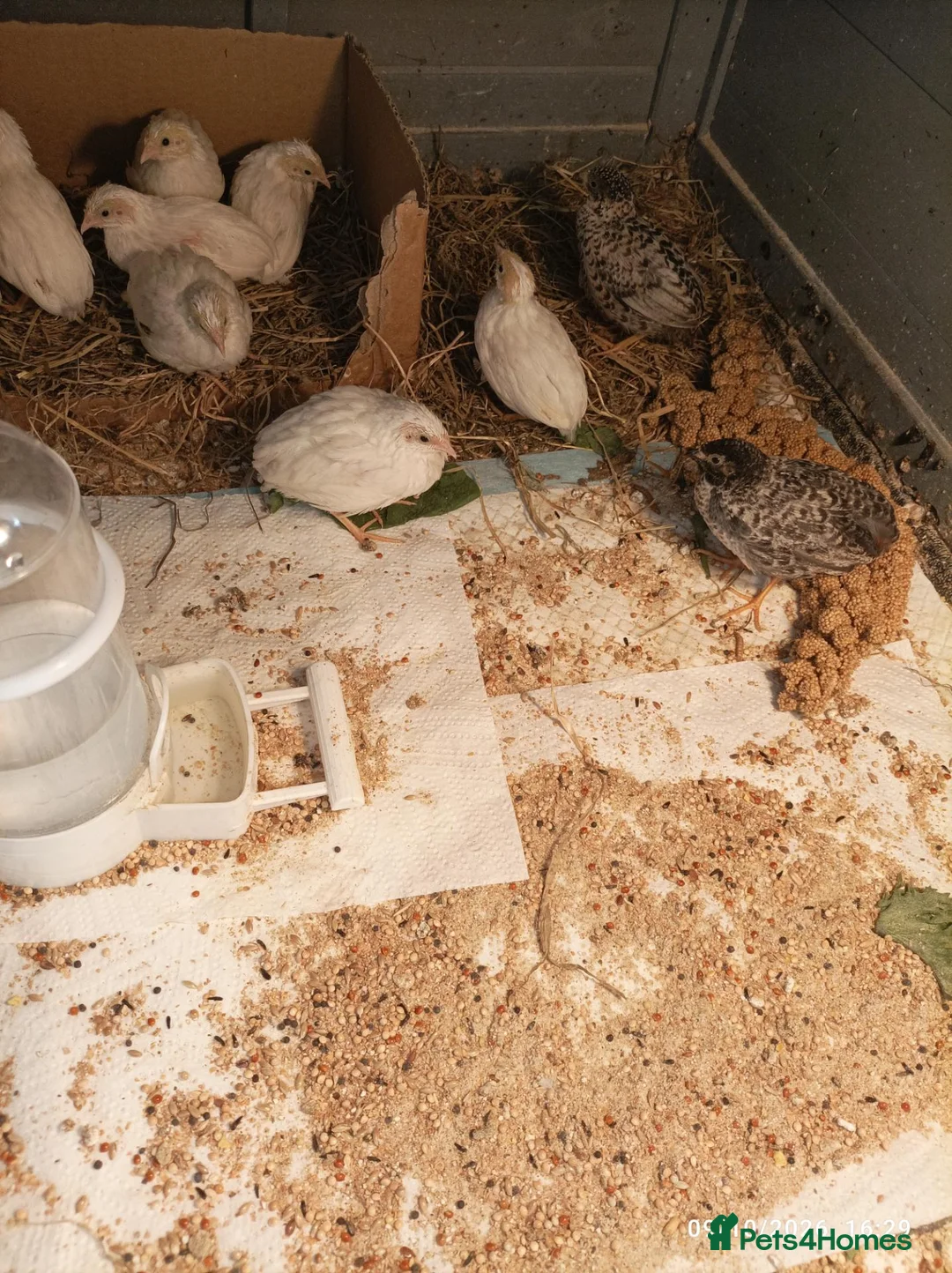 Quail poultry for sale: TINY BUTTON QUAILS Young Adults - Advert 1