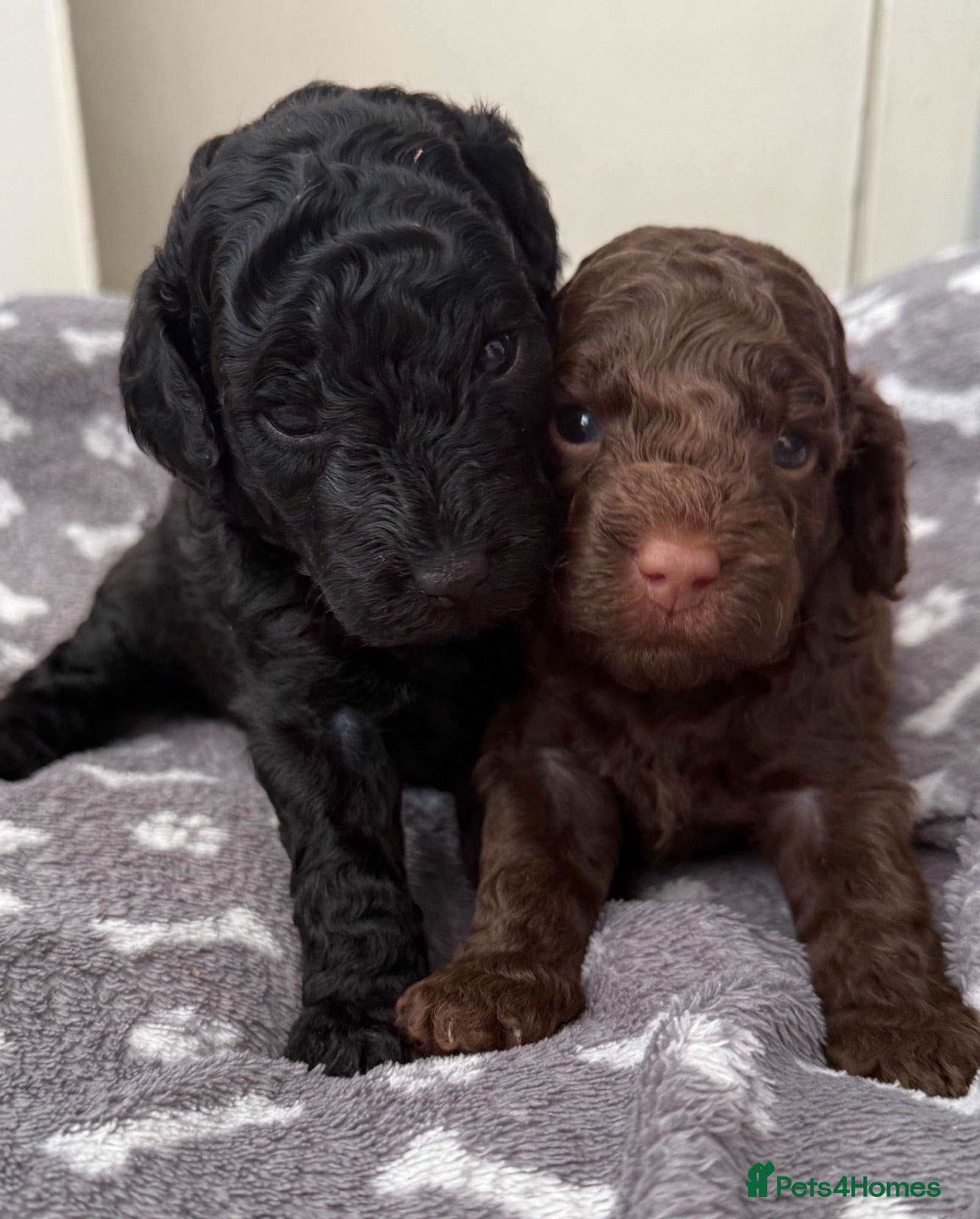 Miniature Poodle dogs 2 girls left Beautiful Miniature Poodle Puppies - Advert 5