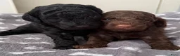 Miniature Poodle dogs for sale: All reserved Beautiful Miniature Poodle Puppies - Advert 9