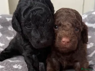 Miniature Poodle dogs 2 girls left Beautiful Miniature Poodle Puppies - Advert 1
