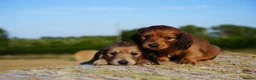 Miniature Dachshund dogs for sale: From IVDD Screened parents shadedcream mini longs  - Advert 6