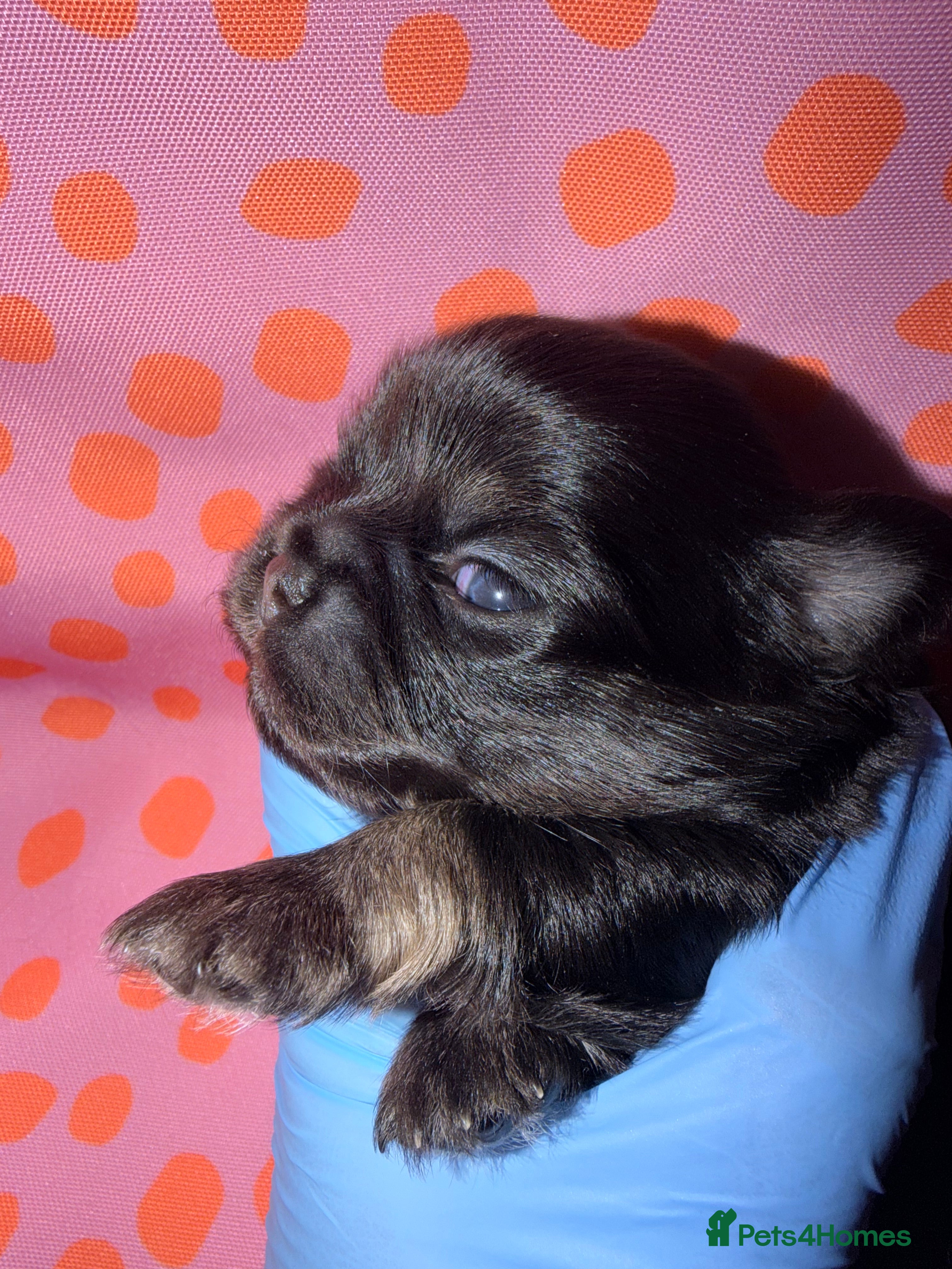 Chihuahua dogs Russian long coat chihuahua  - Advert 4