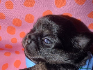 Chihuahua dogs Russian long coat chihuahua - Advert 4