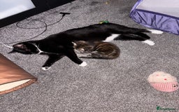 Mixed Breed cats for sale: Beautiful kittens ready for 5/11/28 - Image 17
