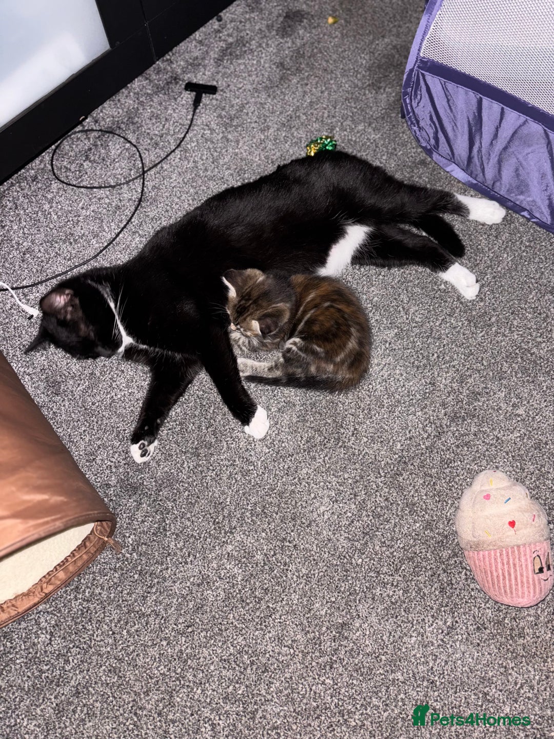 Mixed Breed cats for sale: Beautiful kittens ready for 5/11/28 - Image 17