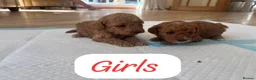 Cockapoo dogs for sale: Beautiful litter of Cockapoos for sale  in Maidstone - Advert 6