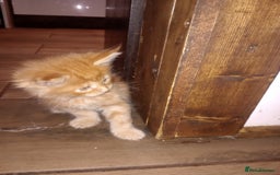 Maine Coon cats for sale: I have Beautiful healthy maicoon XL  - Image 16