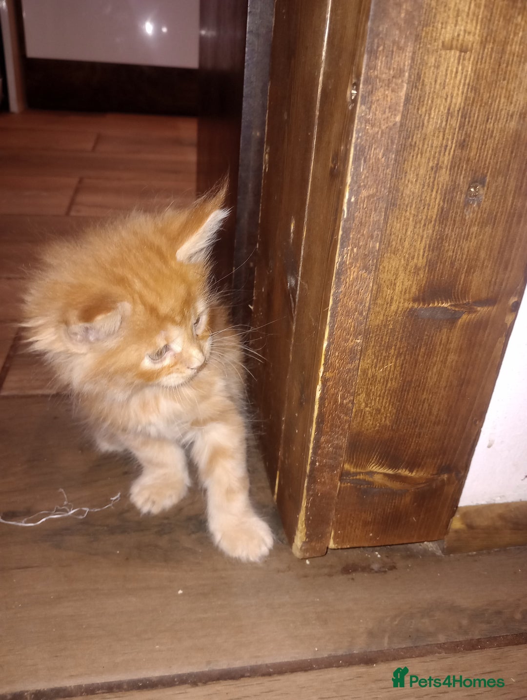 Maine Coon cats for sale: I have Beautiful healthy maicoon XL  - Image 16