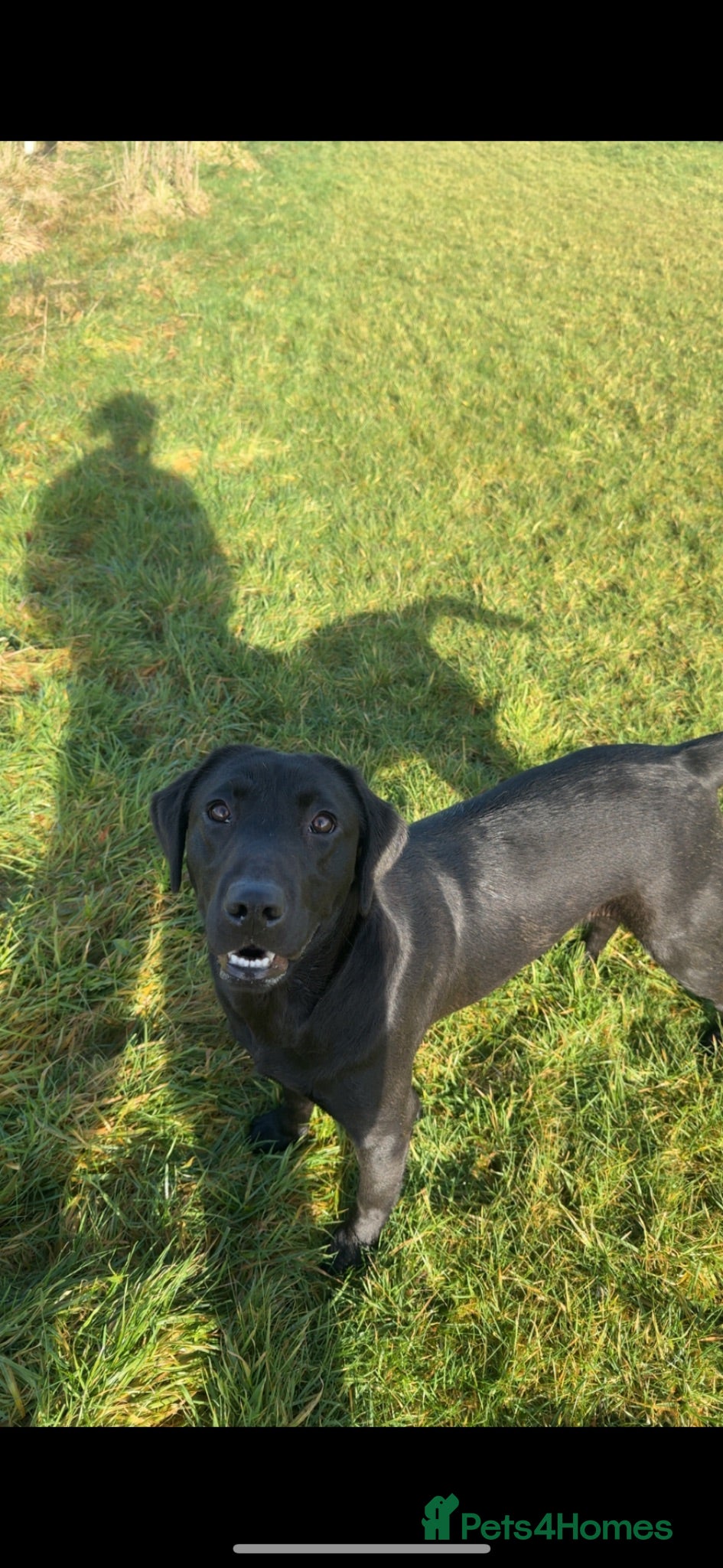 Labrador Retriever dogs beautiful black lab  - Advert 6