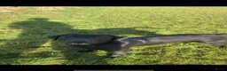 Labrador Retriever dogs for sale: beautiful black lab  - Advert 1