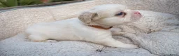 French Bulldog dogs for sale: RARE FLUFFY FRENCH BULLDOGS | 5KC REG | DNA CERT - Advert 14