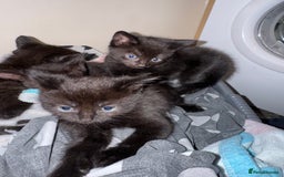 Mixed Breed cats for sale: 6 black kittens - Image 1