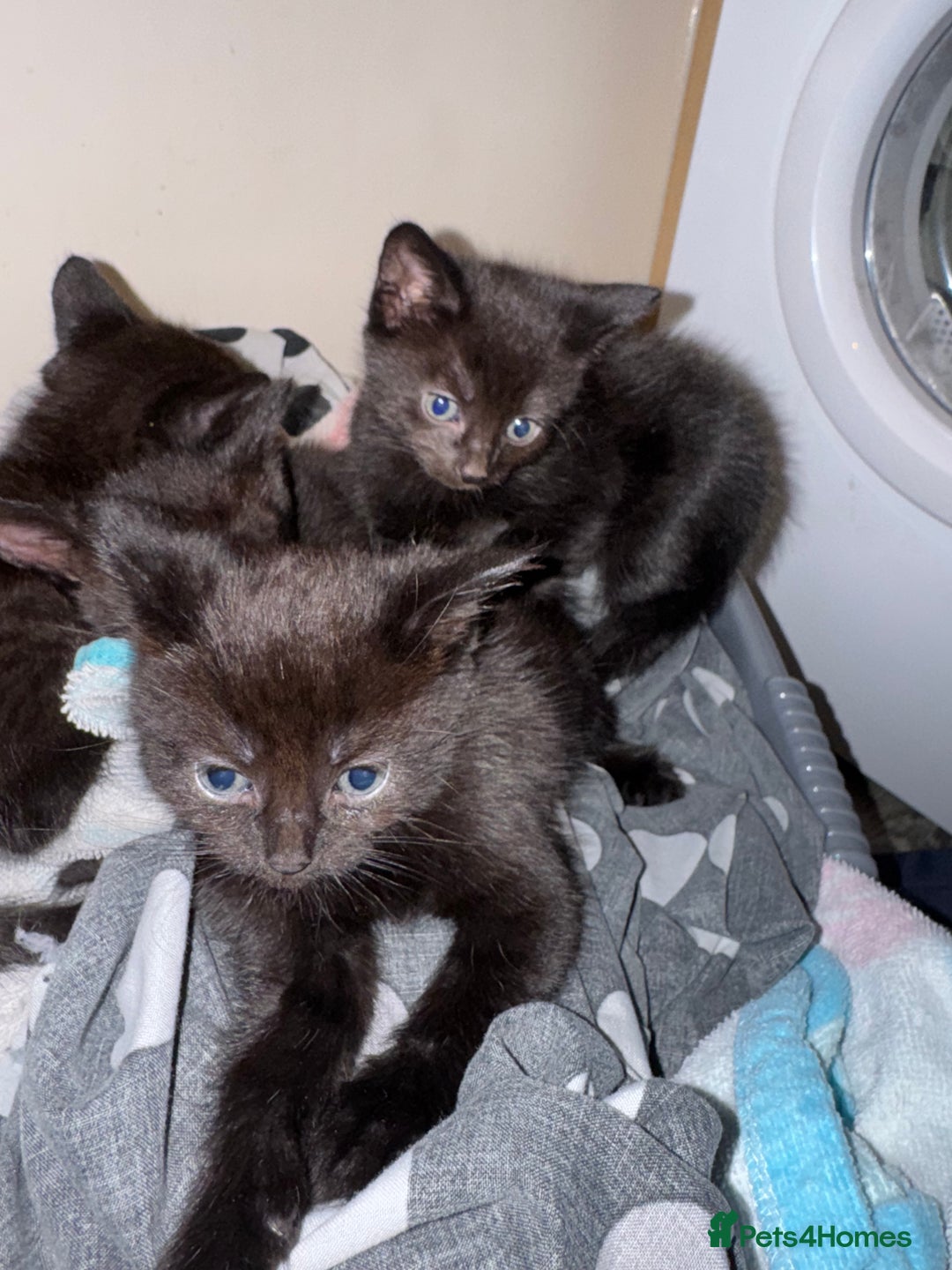 Mixed Breed cats for sale: 6 black kittens - Image 1