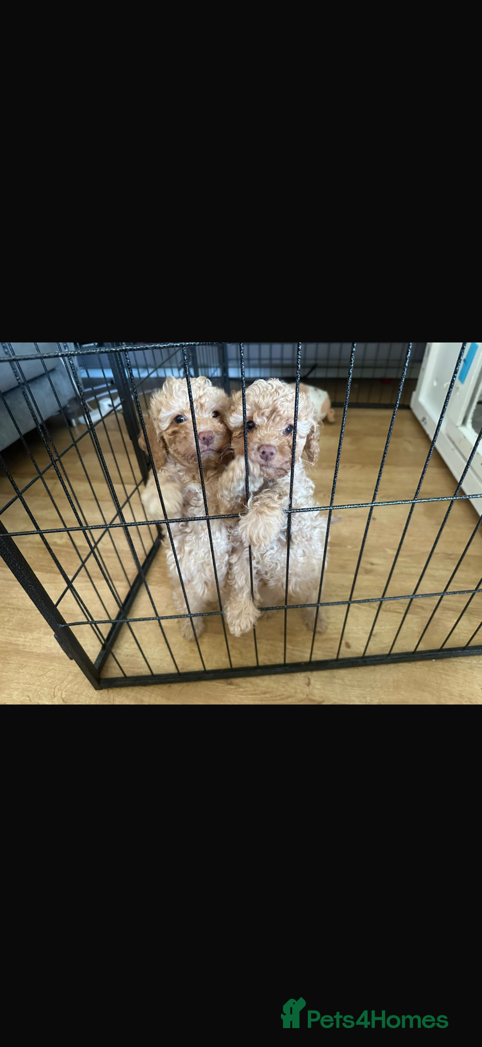 Cockapoo dogs Reduced 2 golden left ready now f1b cockapoo babys - Advert 17